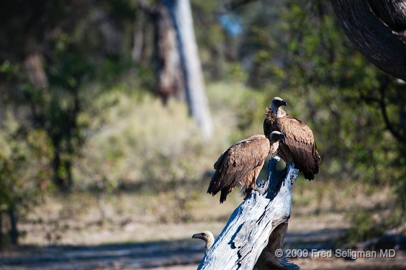 20090617_170443 D300 (1) X1.jpg - Vultures, Selinda Spillway, Botswana